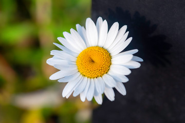 daisy on a green background