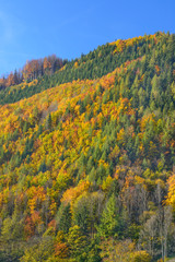 Fototapeta premium View of the autumn wood