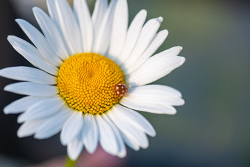 daisy on green background