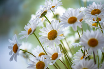 field of daisies