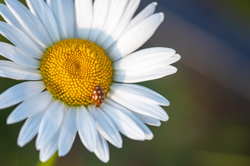 Fototapeta premium daisy on a green background
