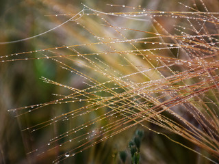 abstract cereal ears, morning dew, mist, beautiful texture