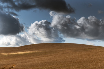 Fototapeta premium Ripe grain field in summer afternoon.