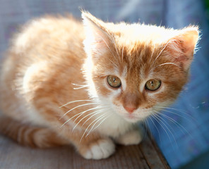 Closeup Portrait of an Orange Kitten Outdoor.