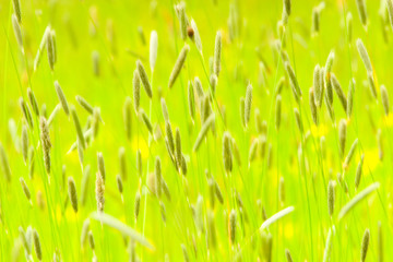 Impressionist style meadow. Deliberately defocused and softened.