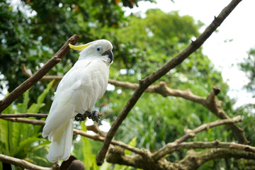 cockatoo on its perch