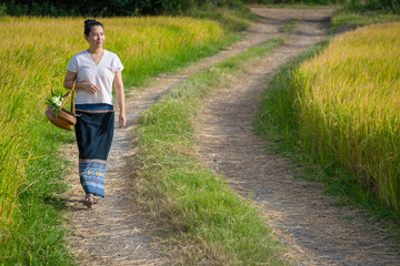 Women in old traditional dress Thai culture walk on the field for merit with monk at temple of Thailand