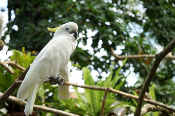 cockatoo on its perch