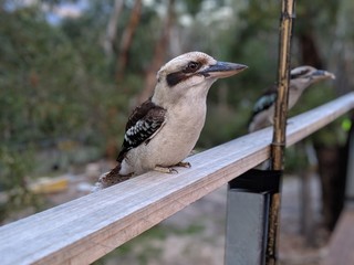 bird on a branch
