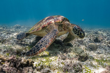Close up view of a green sea turtle feeding on a sea grass. Green sea turtles are herbivores. The jaw is serrated to help the turtle easily chew seagrasses and algae, its primary food sources.