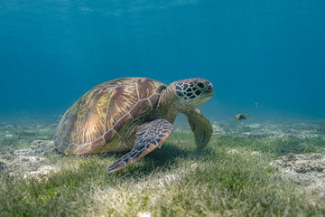 Close up view of a green sea turtle feeding on a sea grass. Green sea turtles are herbivores. The...