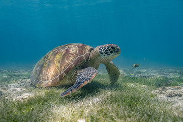 Close up view of a green sea turtle feeding on a sea grass. Green sea turtles are herbivores. The jaw is serrated to help the turtle easily chew seagrasses and algae, its primary food sources.