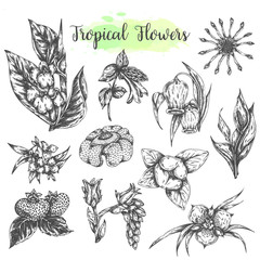 Tropical flowers and leaves isolated hand drawn elements. Botanical set. Floral collection Vector illustration Vintage style