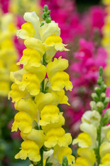 Close up of a yellow snapdragon (antirrhinum) flower in bloom in the garden