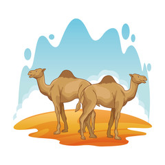 Two camels in desert scenery cartoon