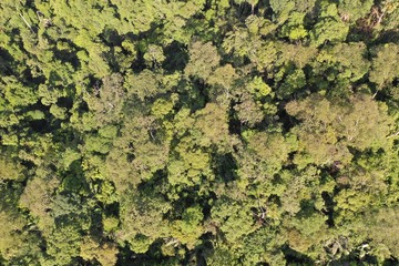 Aerial rainforest canopy in Malaysia  