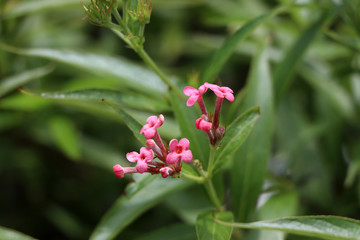 Mini pink flower blossoming on the branch of tree.