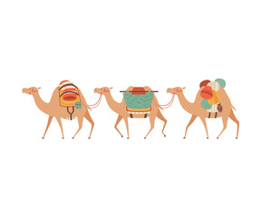 Caravan of Camels, Desert Animals Walking with Heavy Load, Side View Vector Illustration