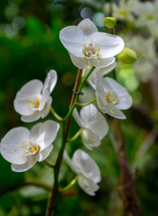 a branch of a beautiful orchid outdoors amidst nature