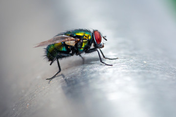 Fliege auf Alu