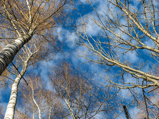 birch tree forest in autumn. gentle texture from tree trunks and blur background, Latvia