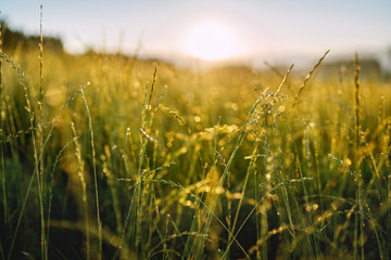 Green hight grass covered with morning dew with bright sunlight beams on background. Wide opened aperture image.