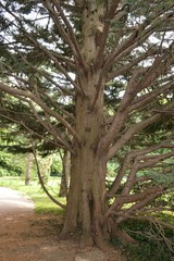 Fototapeta na wymiar big tree trunk of leyland cypress - Cupressus × leylandii