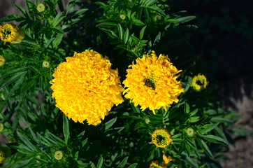 Beautiful marigold flowers with bright green leaves in the sun rise