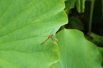 蓮の葉　トンボ　梅雨　公園　茨城 © ペパーミント