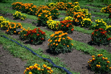 Beautiful marigold flowers with bright green leaves in the sun rise