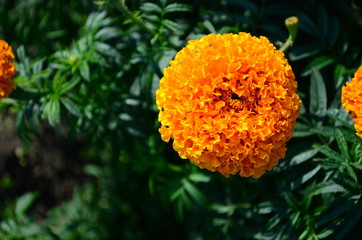 Beautiful marigold flowers with bright green leaves in the sun rise