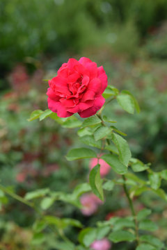 Rose Cassandre