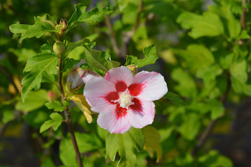 Rose Of Sharon Hamabo