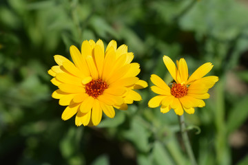 Princess mix Garden marigold