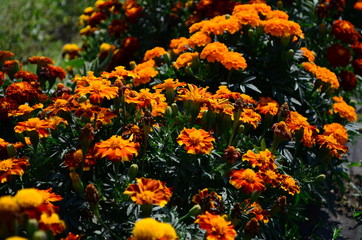 Beautiful marigold flowers with bright green leaves in the sun rise