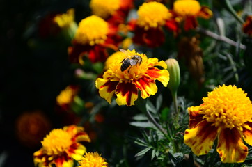 Beautiful marigold flowers with bright green leaves in the sun rise