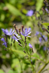 Alpine blue slow-thistle