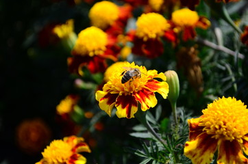 Beautiful marigold flowers with bright green leaves in the sun rise