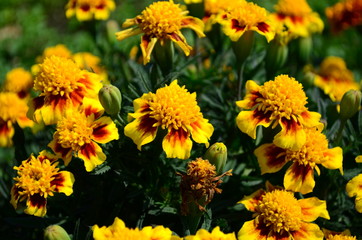 Beautiful marigold flowers with bright green leaves in the sun rise