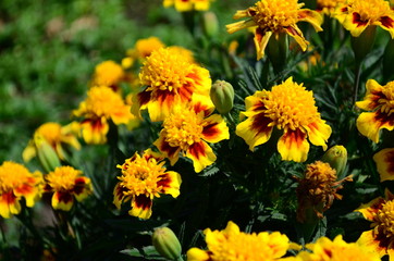 Beautiful marigold flowers with bright green leaves in the sun rise