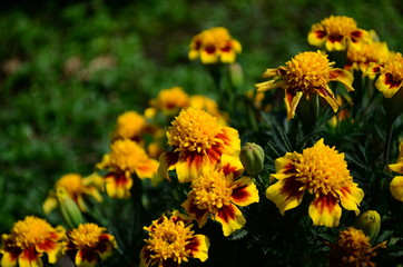 Beautiful marigold flowers with bright green leaves in the sun rise