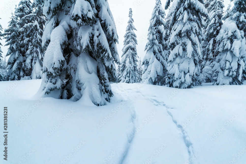 Wall mural fir trees and road covered with snow. beautiful winter landscape