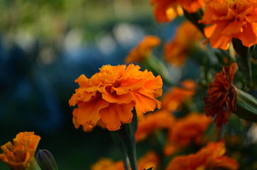 Beautiful marigold flowers with bright green leaves in the sun rise