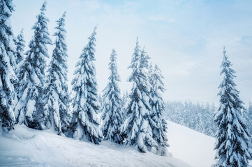 Fototapeta premium fir trees covered with snow. beautiful winter landscape