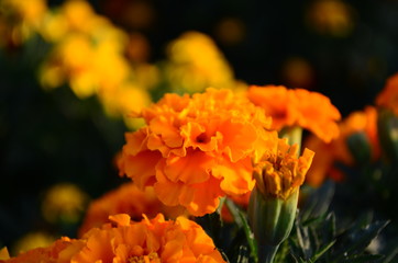 Beautiful marigold flowers with bright green leaves in the sun rise
