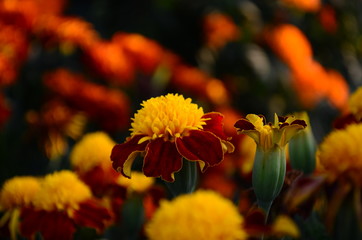 Beautiful marigold flowers with bright green leaves in the sun rise