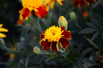 Beautiful marigold flowers with bright green leaves in the sun rise