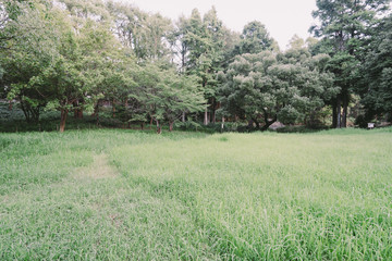 緑地公園の風景