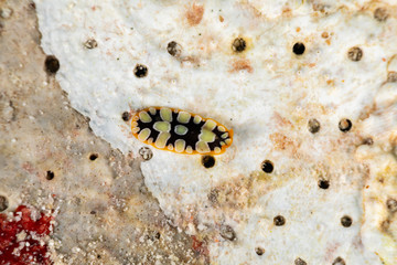 The flatworms, flat worms, Platyhelminthes, Plathelminthes, or platyhelminths are a phylum of relatively simple bilaterian, unsegmented, soft-bodied invertebrates