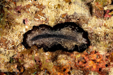 The flatworms, flat worms, Platyhelminthes, Plathelminthes, or platyhelminths are a phylum of relatively simple bilaterian, unsegmented, soft-bodied invertebrates